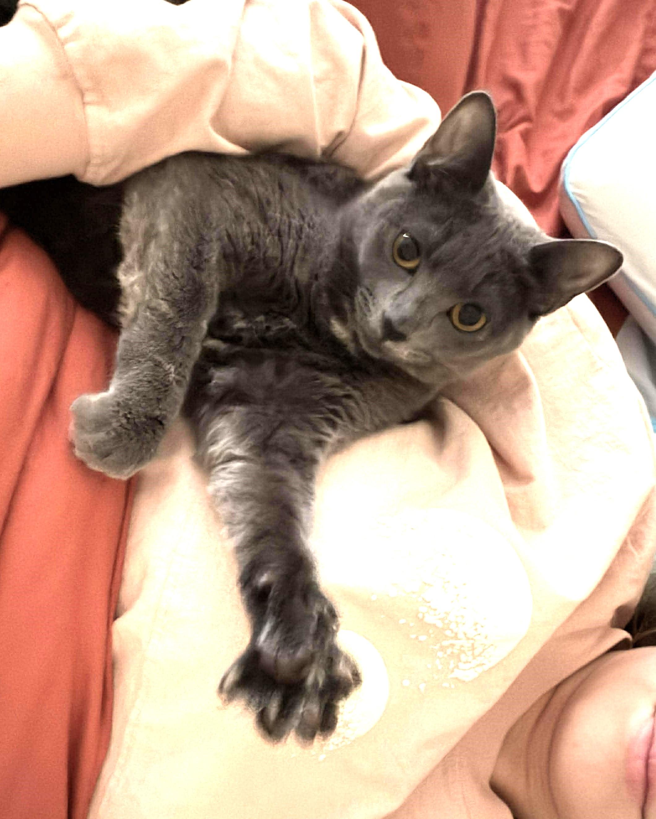 Enlarge Pebbles, a Adoptable Domestic Short Hair in Covina, CA image 5/5