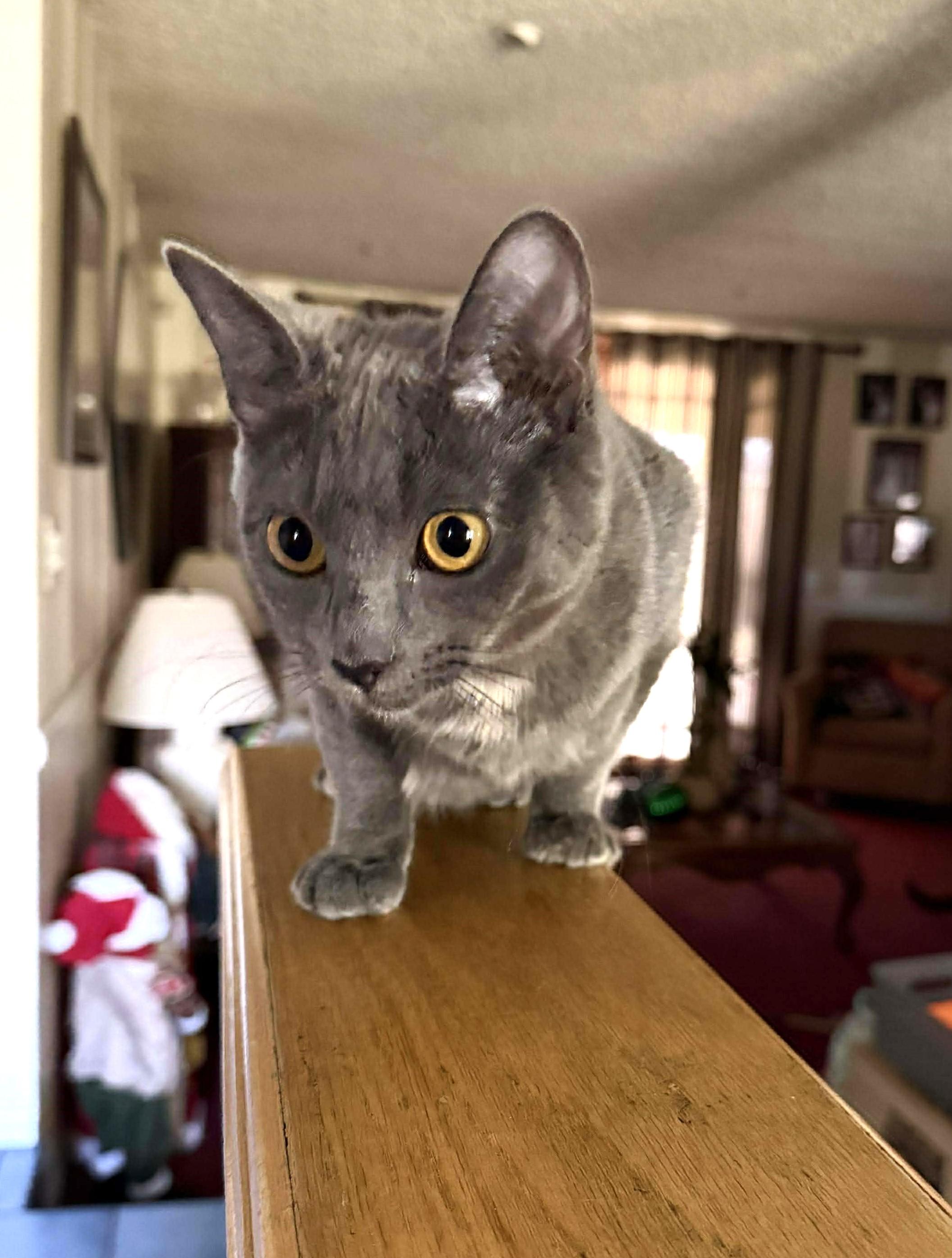 Enlarge Pebbles, a Adoptable Domestic Short Hair in Covina, CA image 2/5