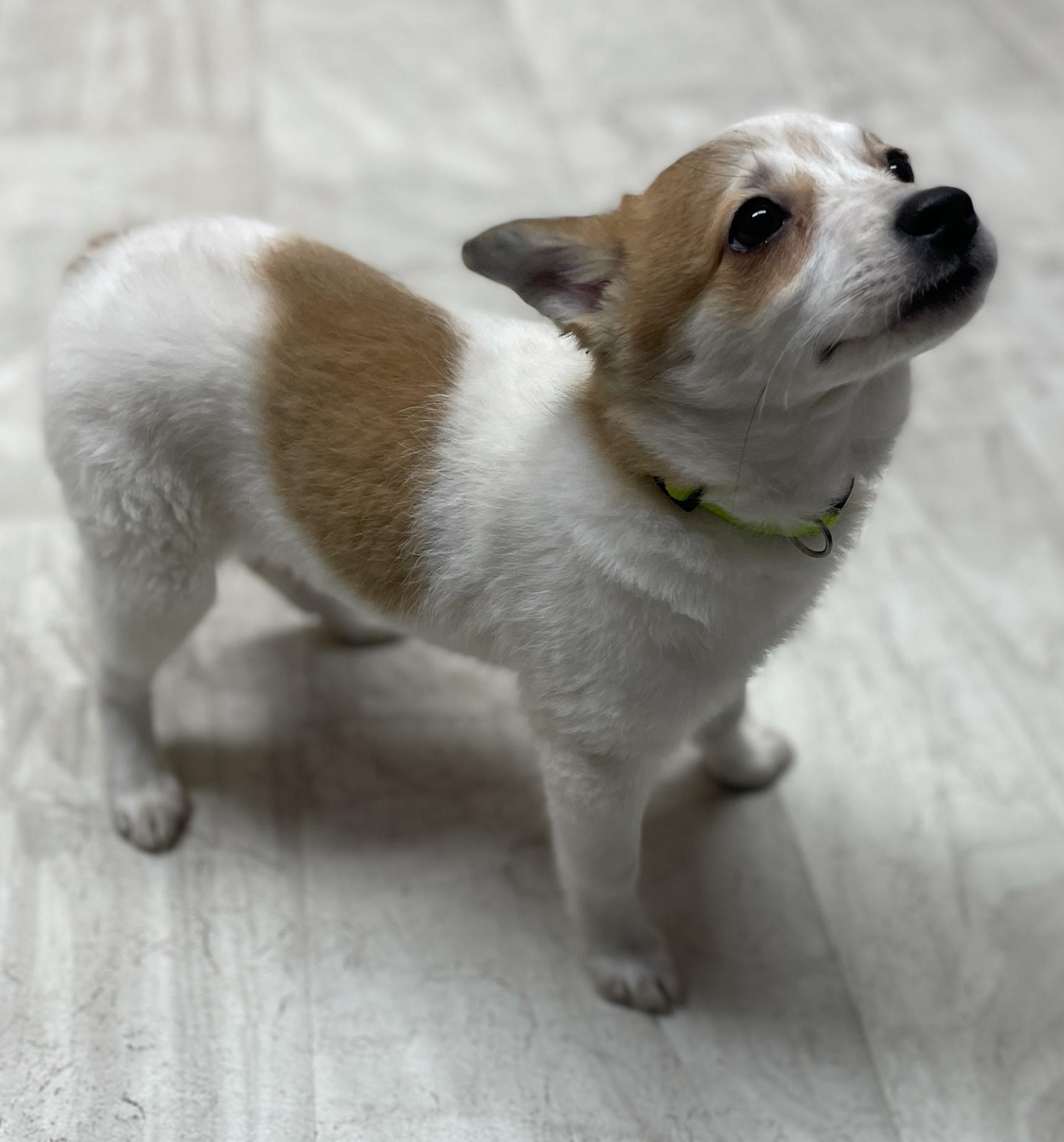 Enlarge Baby Spice, an adopted mixed breed in Neillsville, WI image 4/6