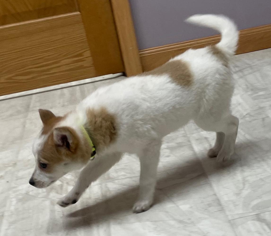 Enlarge Baby Spice, an adopted mixed breed in Neillsville, WI image 6/6