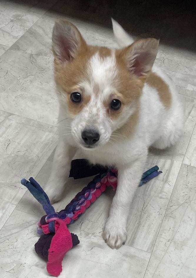 Baby Spice, adopted, Puppy Female Cattle Dog.