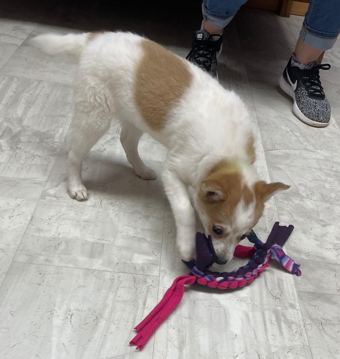 Enlarge Baby Spice, an adopted mixed breed in Neillsville, WI image 5/6