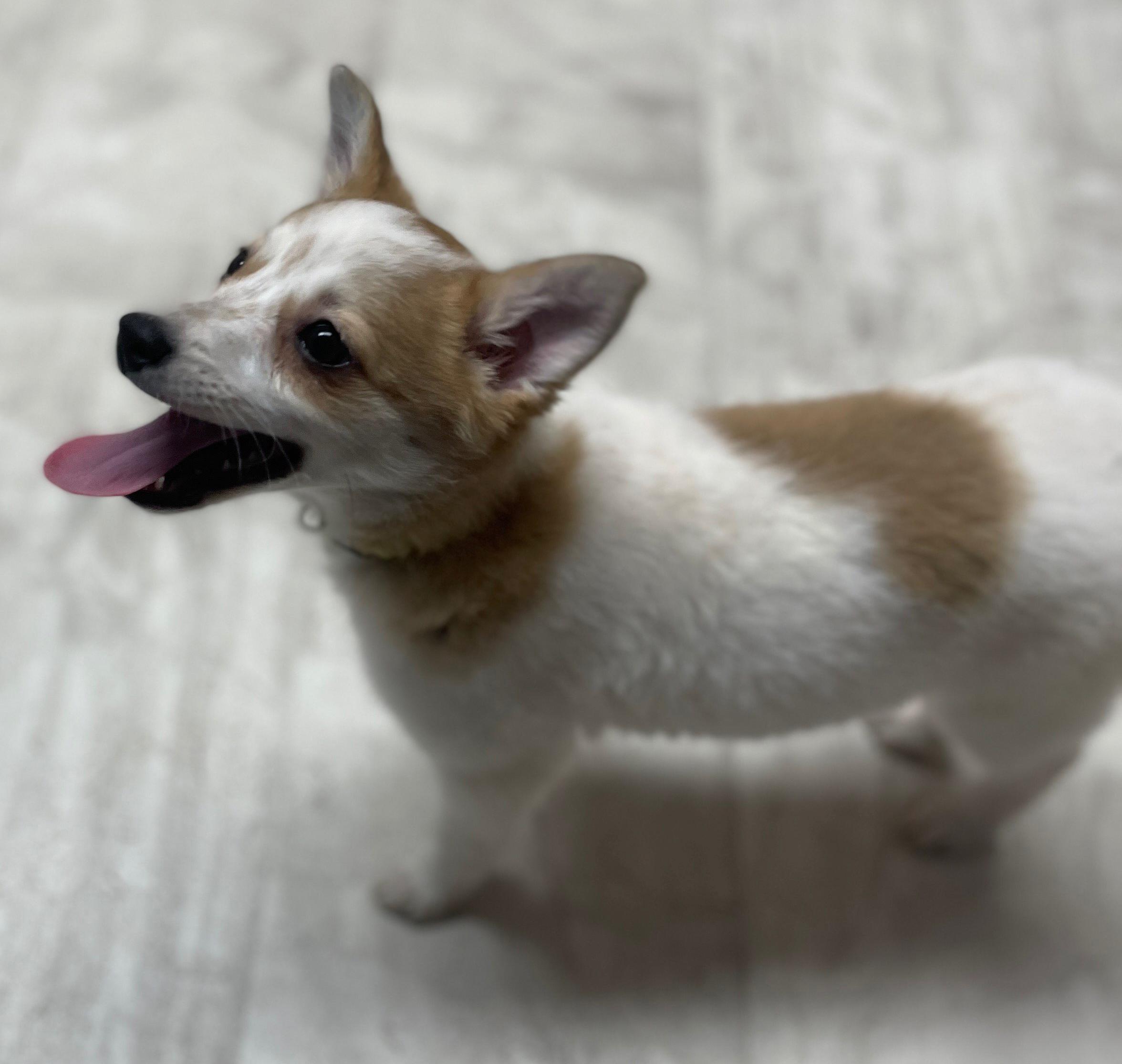 Enlarge Baby Spice, an adopted mixed breed in Neillsville, WI image 3/6