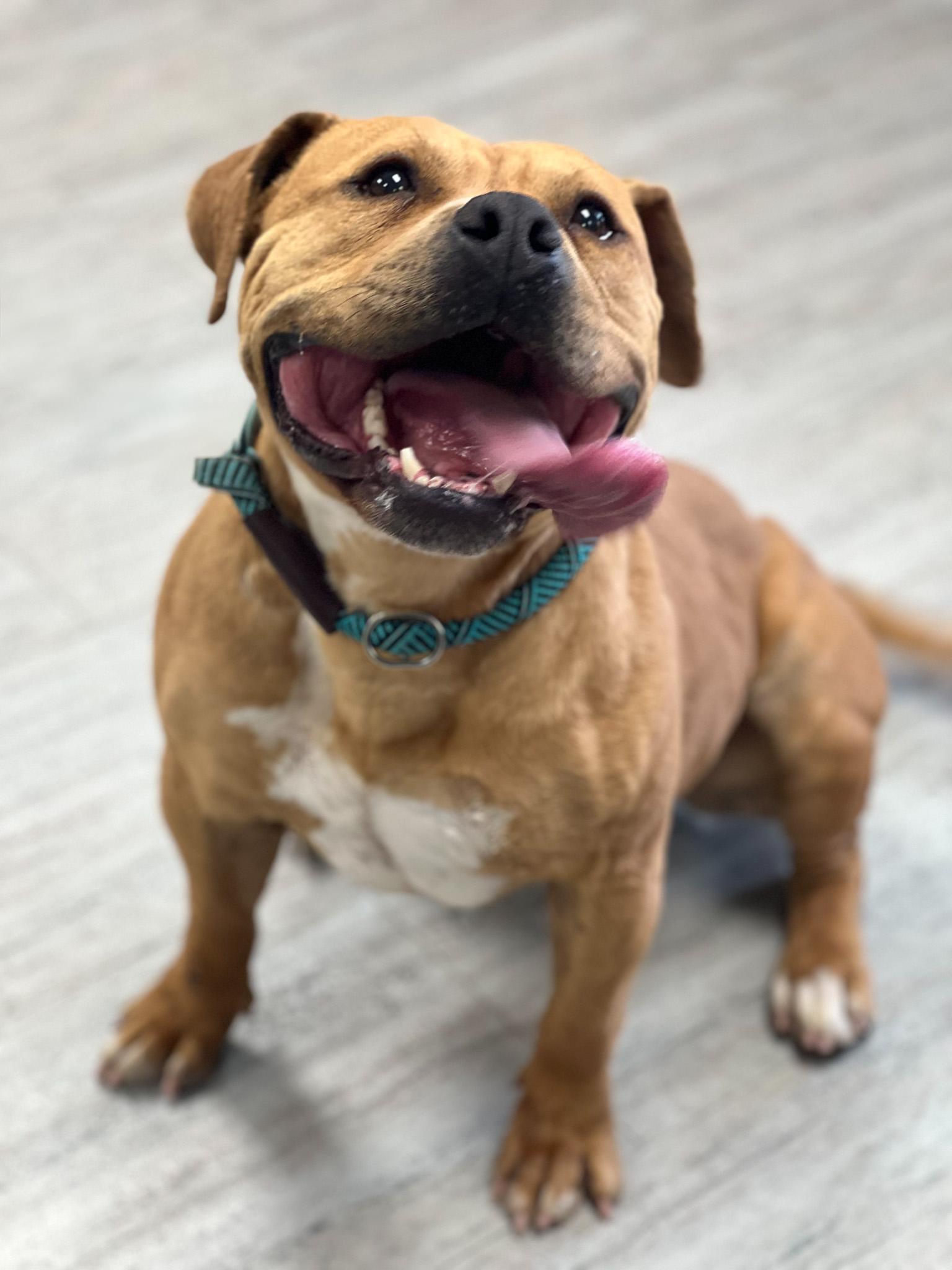 Cannon, Adult Male American Bully