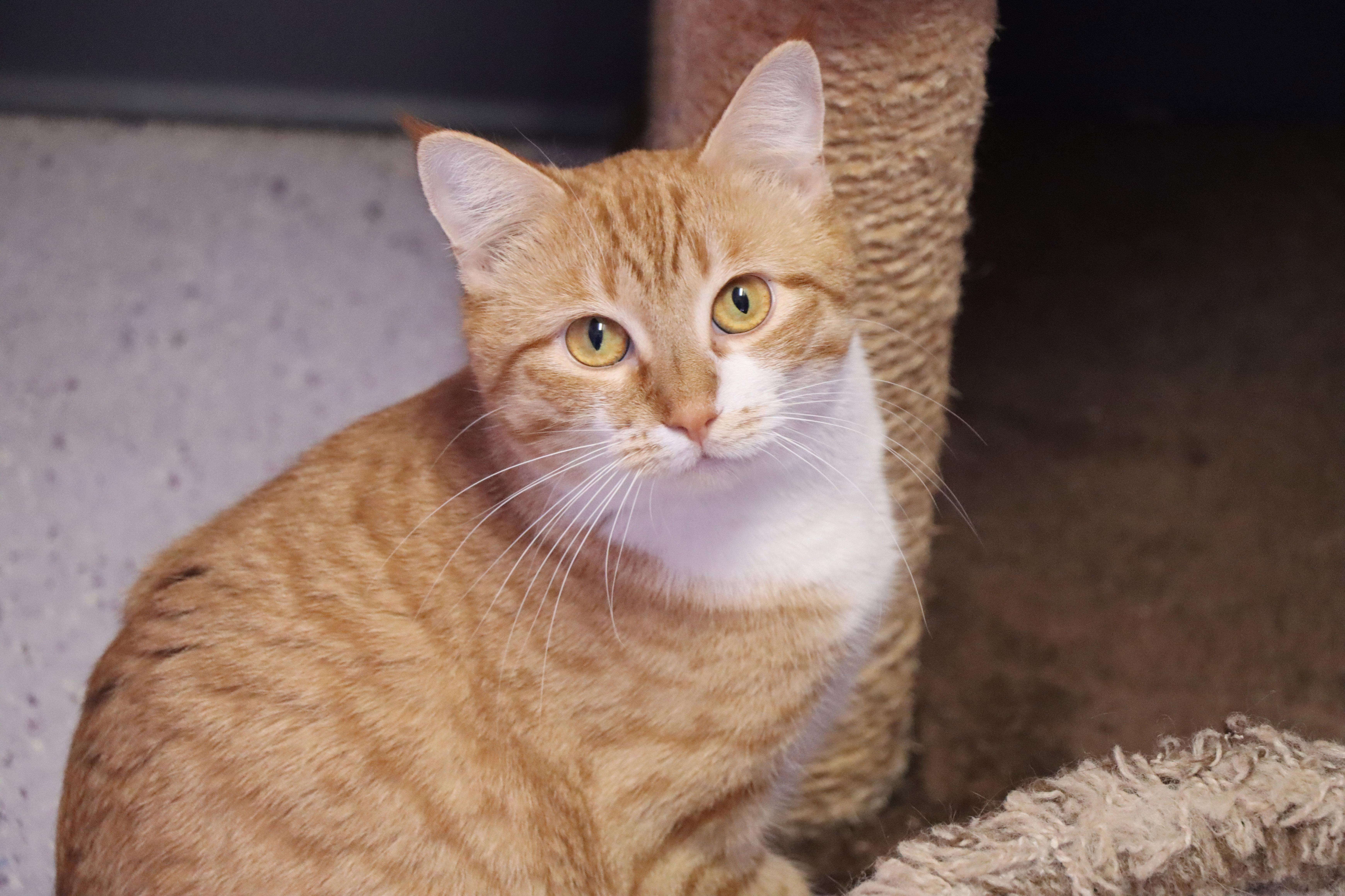 Cosmic Stardust (and Dream Float)