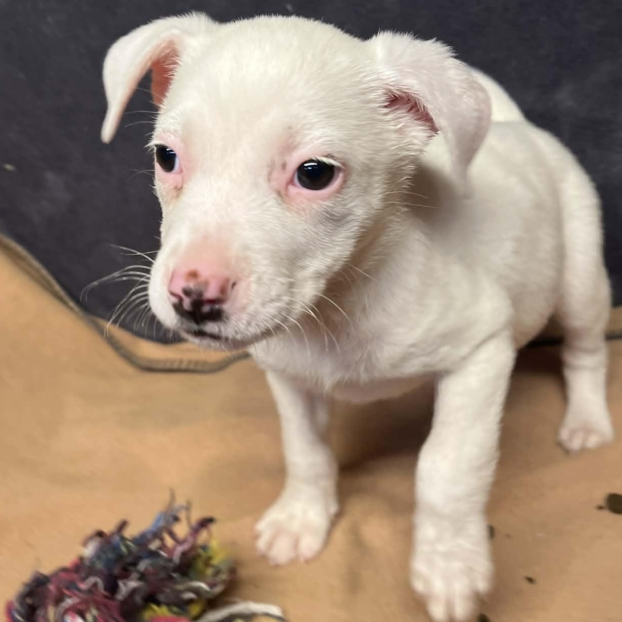 Cherry, Adoptable, Puppy Female Australian Shepherd.