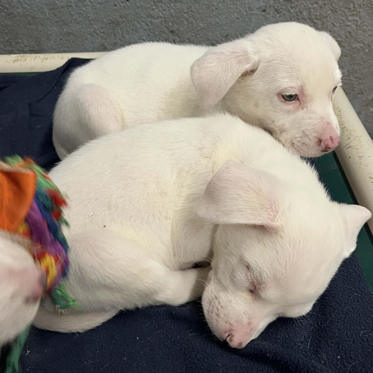 Enlarge Cherry, a Adoptable mixed breed in Kentwood, MI image 4/5