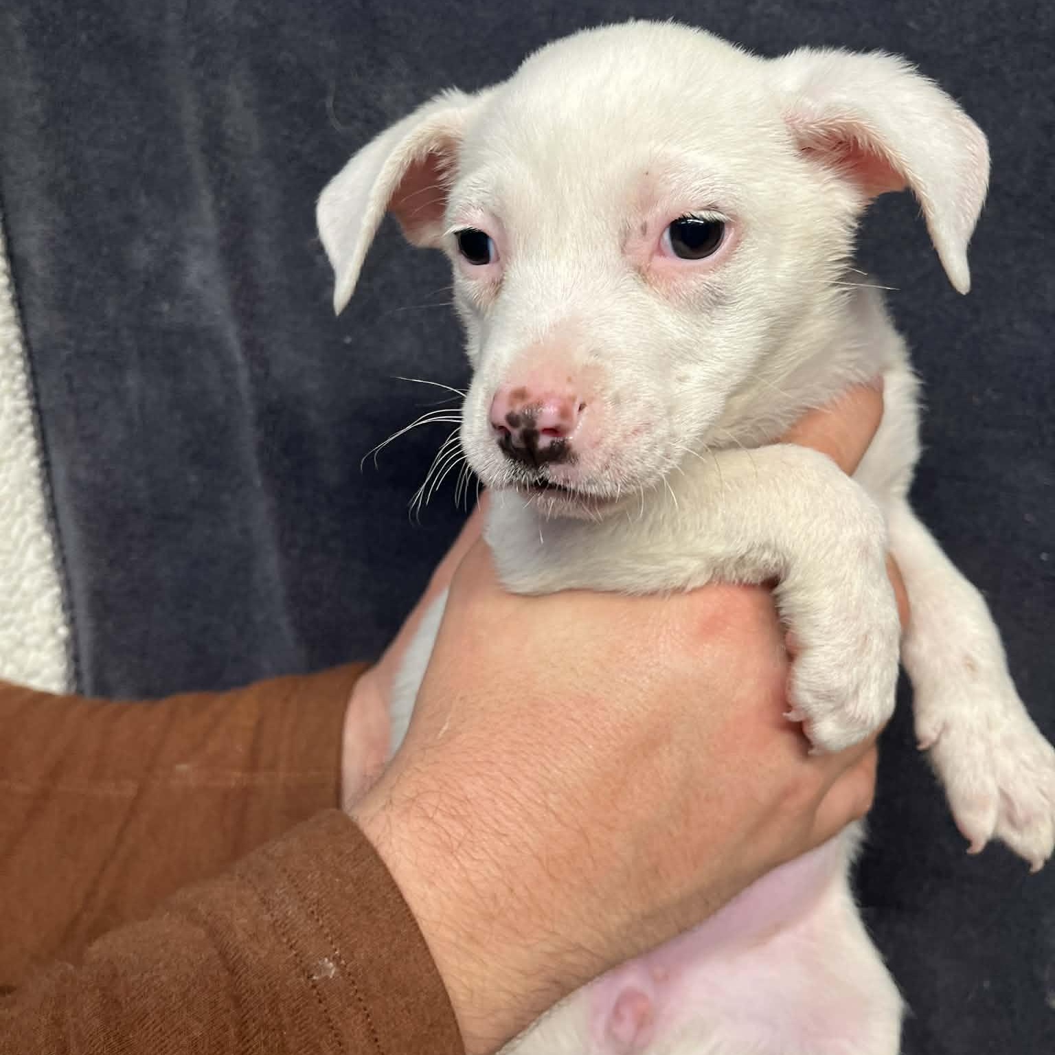 Enlarge Cherry, a Adoptable mixed breed in Kentwood, MI image 3/5