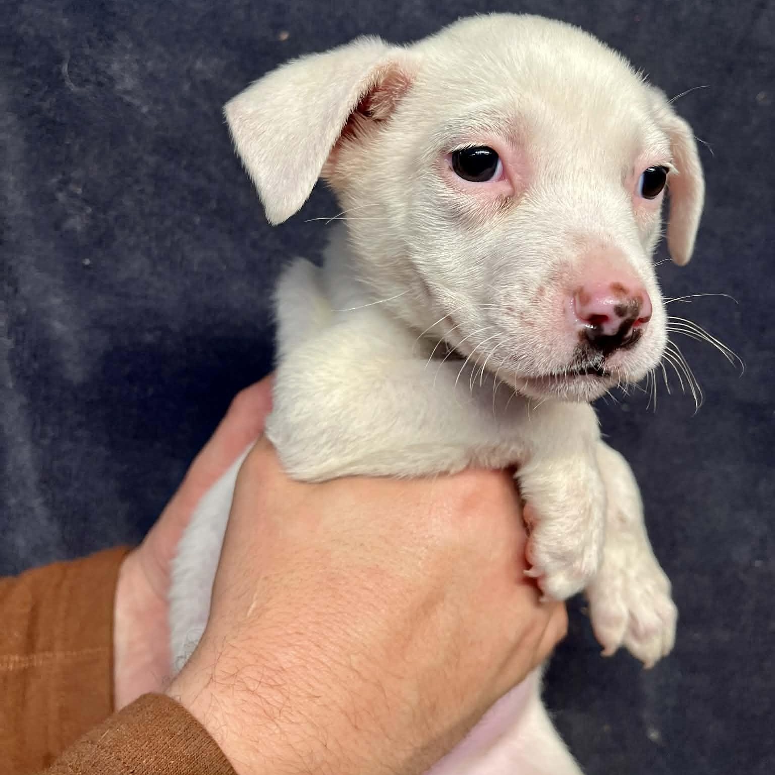 Enlarge Cherry, a Adoptable mixed breed in Kentwood, MI image 2/5