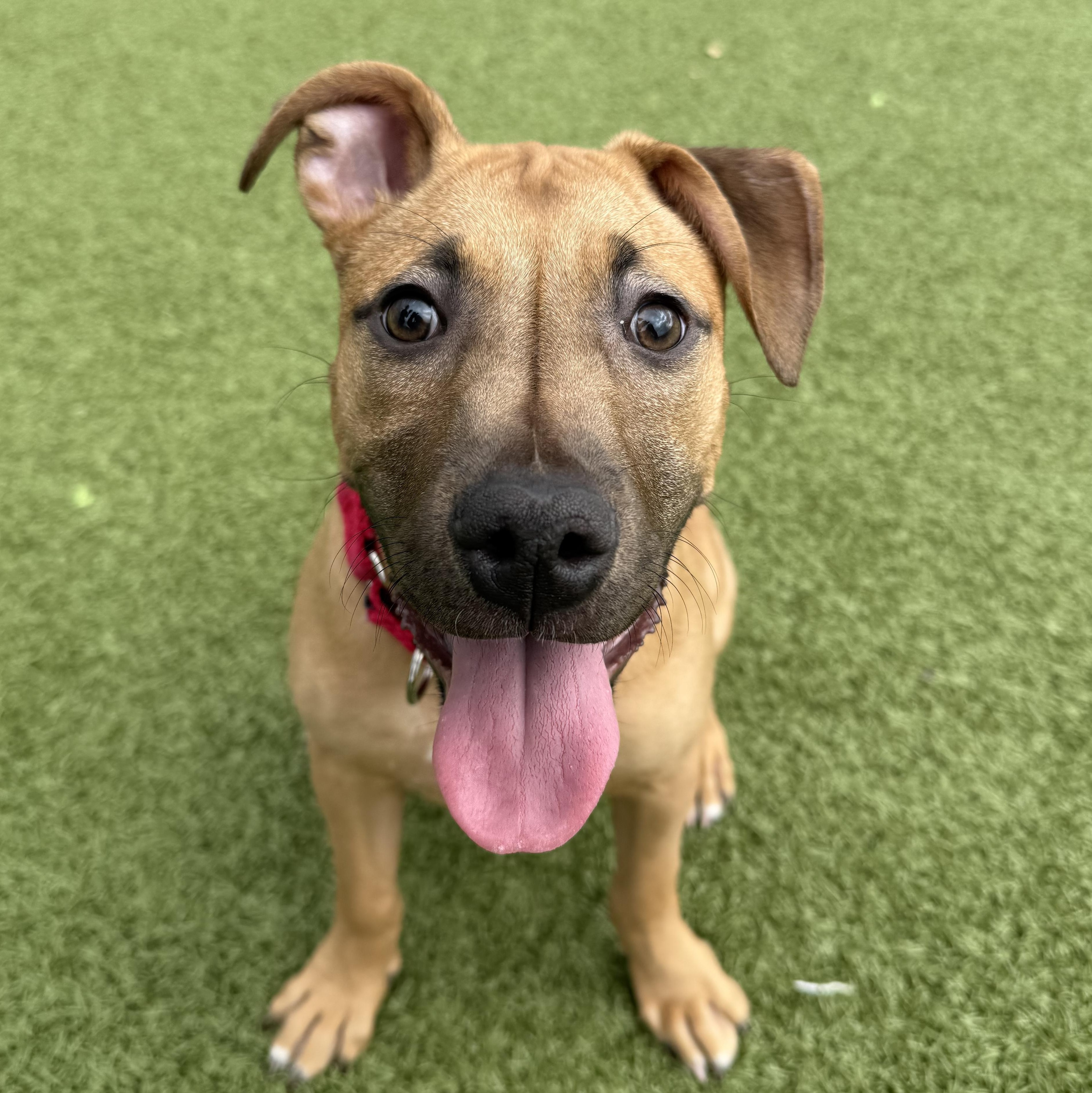 Enlarge Rose, a ADOPTABLE Pit Bull Terrier in Columbus, OH image 1/6