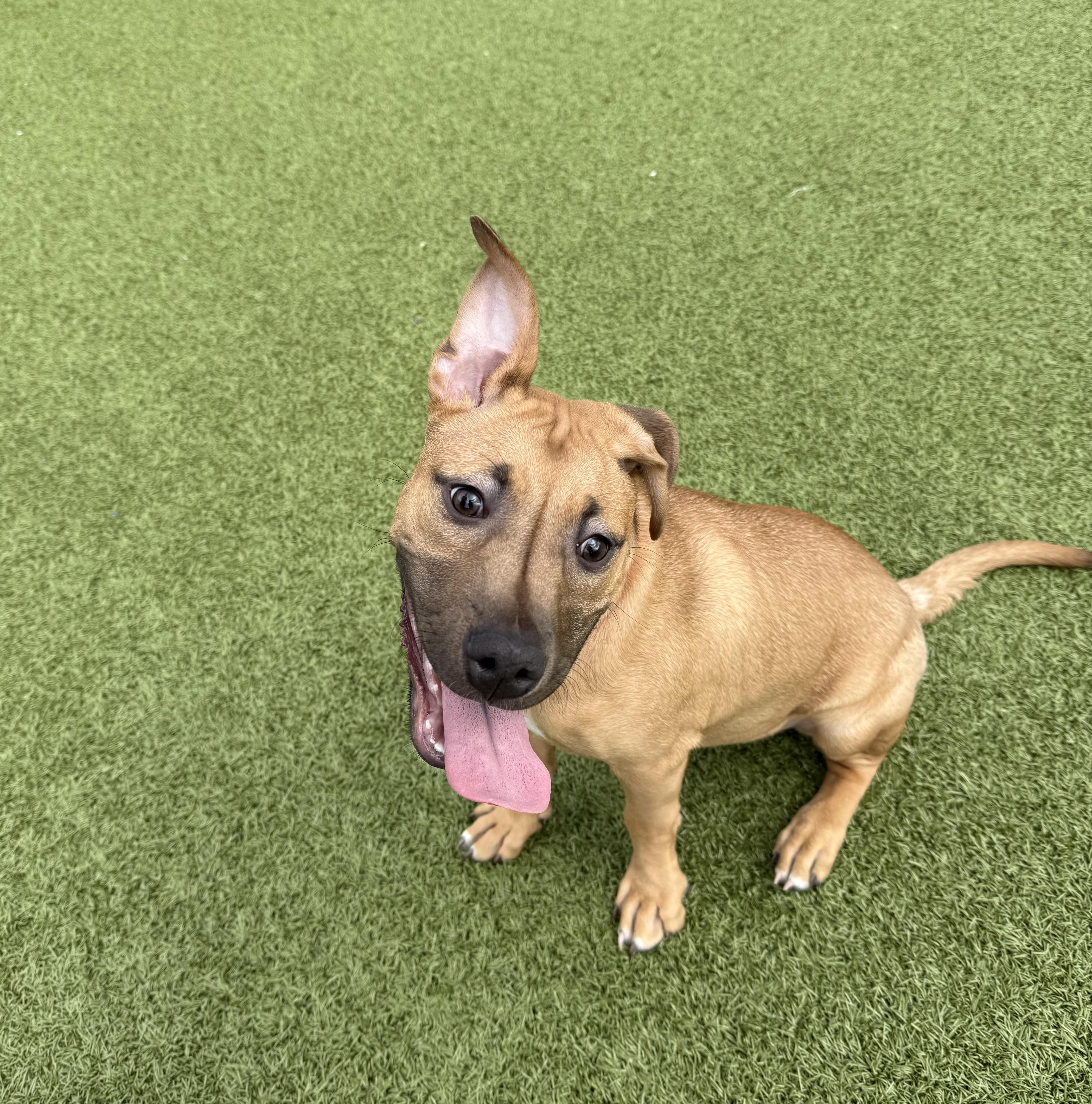Enlarge Rose, a ADOPTABLE Pit Bull Terrier in Columbus, OH image 3/6