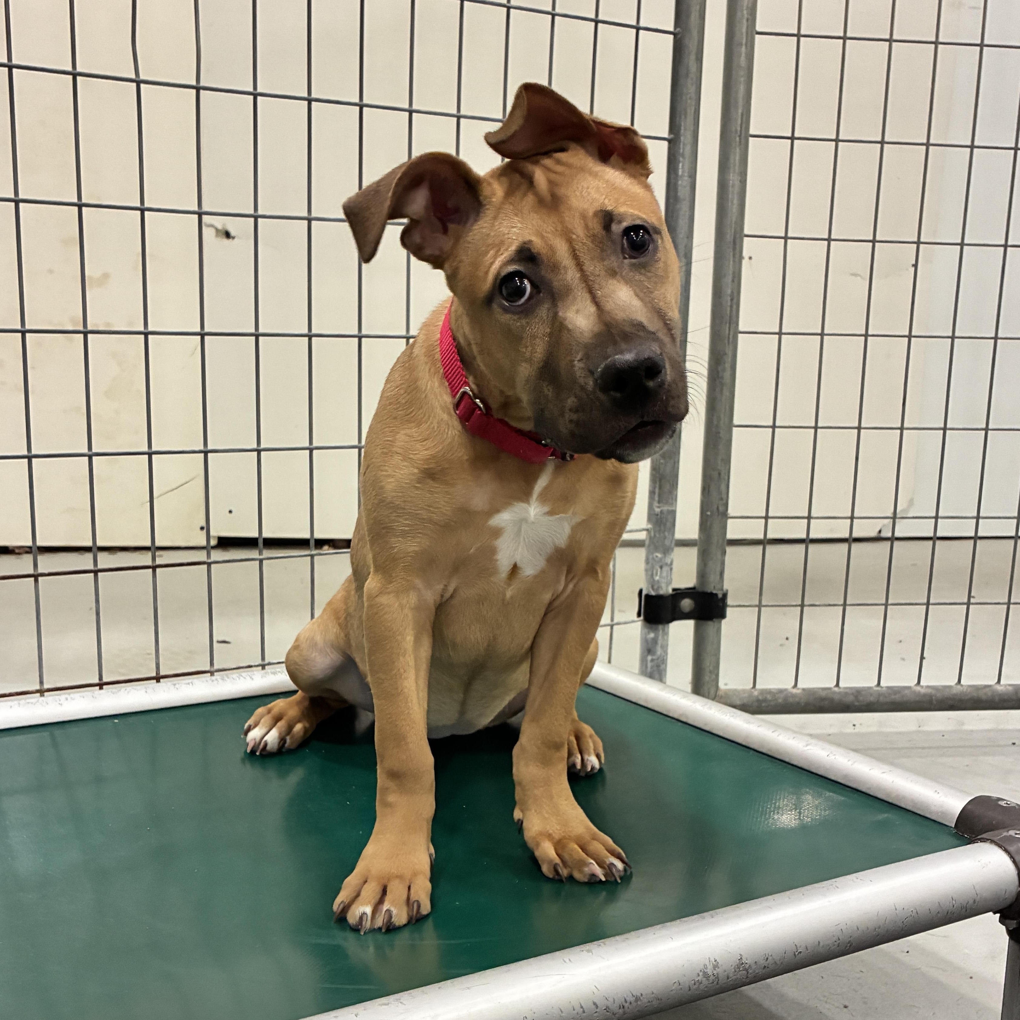 Enlarge Rose, a ADOPTABLE Pit Bull Terrier in Columbus, OH image 6/6