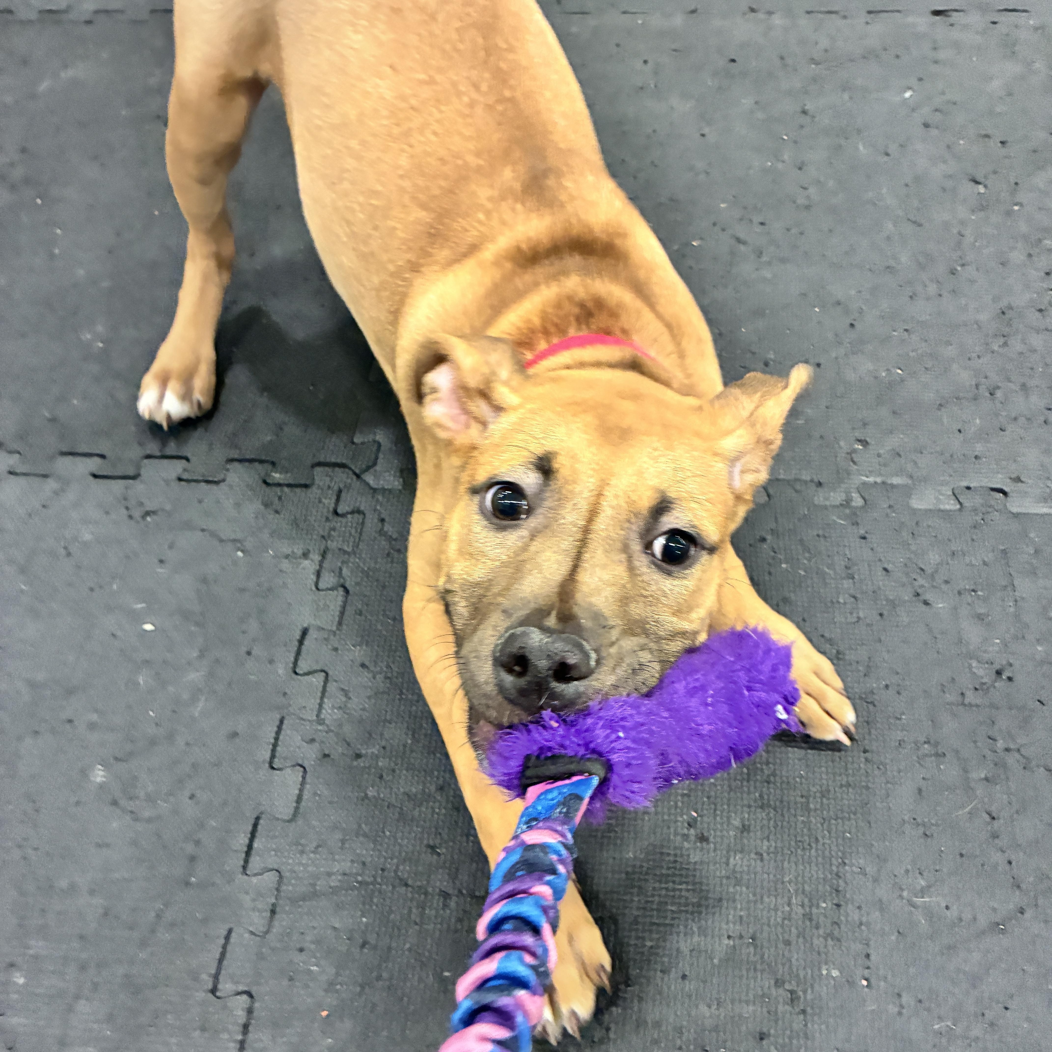 Enlarge Rose, a ADOPTABLE Pit Bull Terrier in Columbus, OH image 5/6