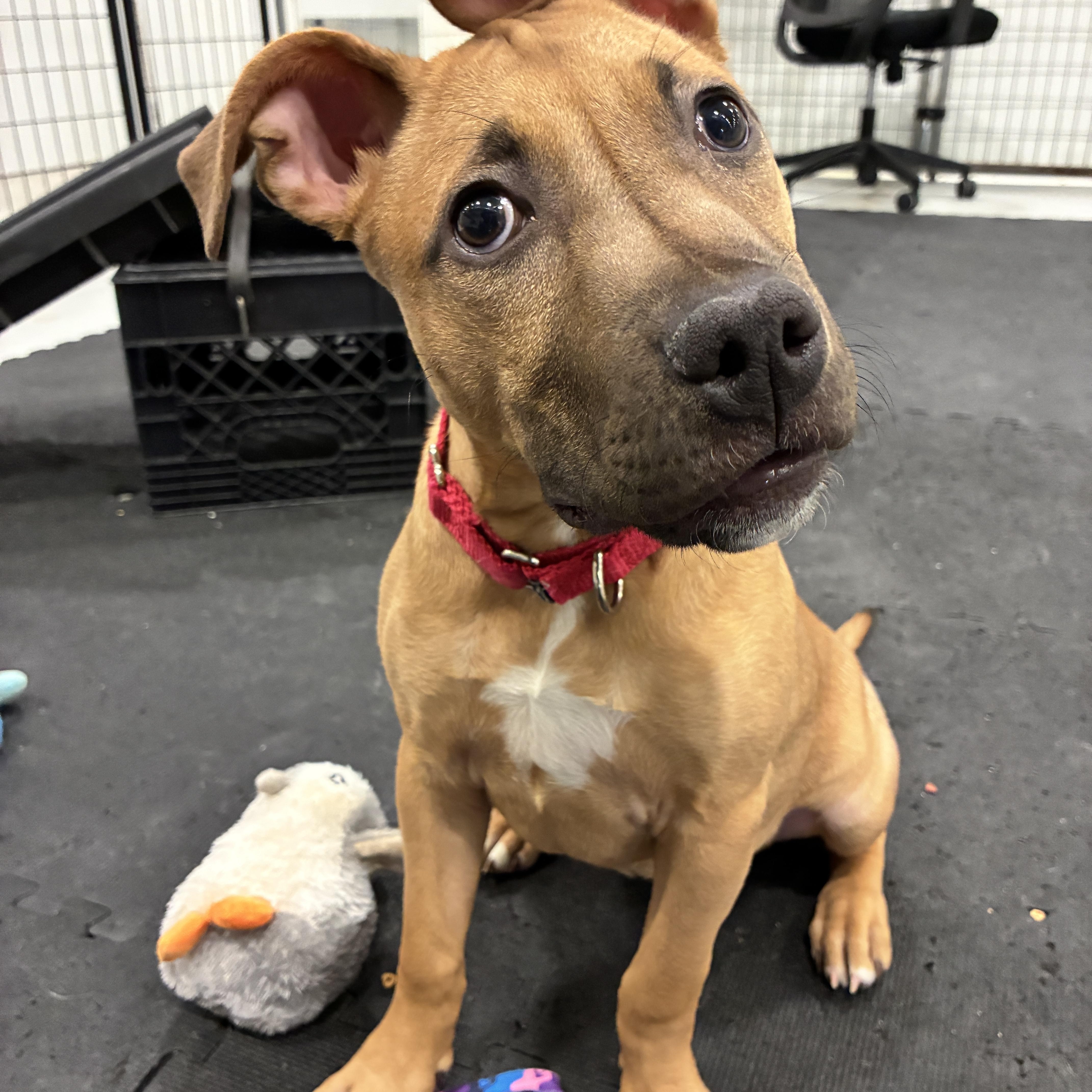 Enlarge Rose, a ADOPTABLE Pit Bull Terrier in Columbus, OH image 4/6