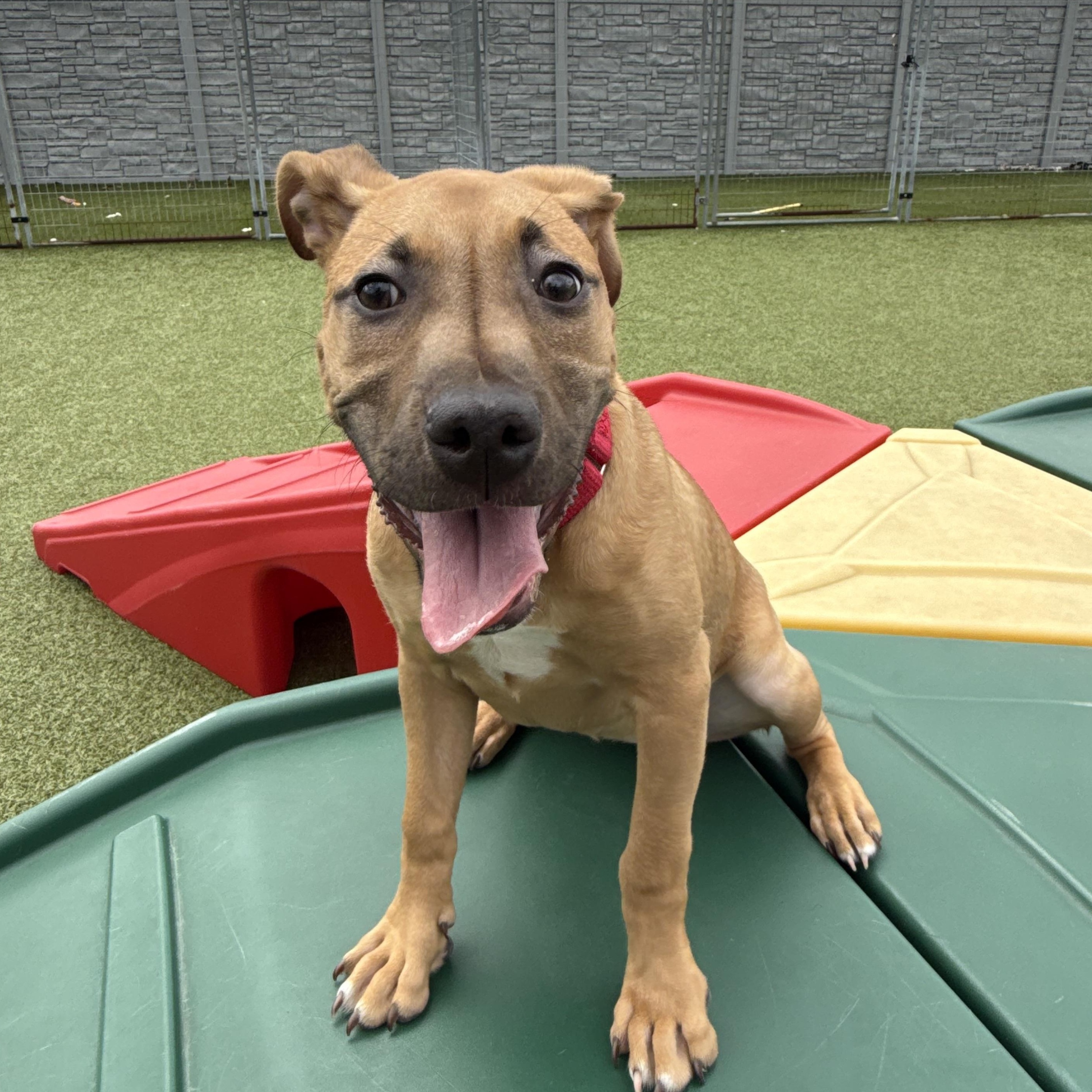 Enlarge Rose, a ADOPTABLE Pit Bull Terrier in Columbus, OH image 2/6