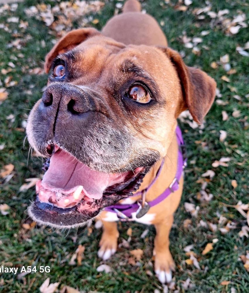 Enlarge Brenda, a Adoptable Boxer in Denver, CO image 1/6
