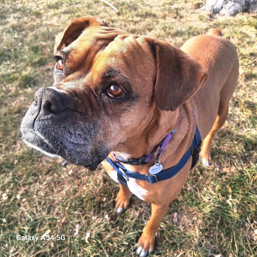 Enlarge Brenda, a Adoptable Boxer in Denver, CO image 3/6