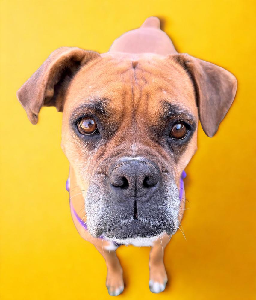 Enlarge Brenda, a Adoptable Boxer in Denver, CO image 6/6