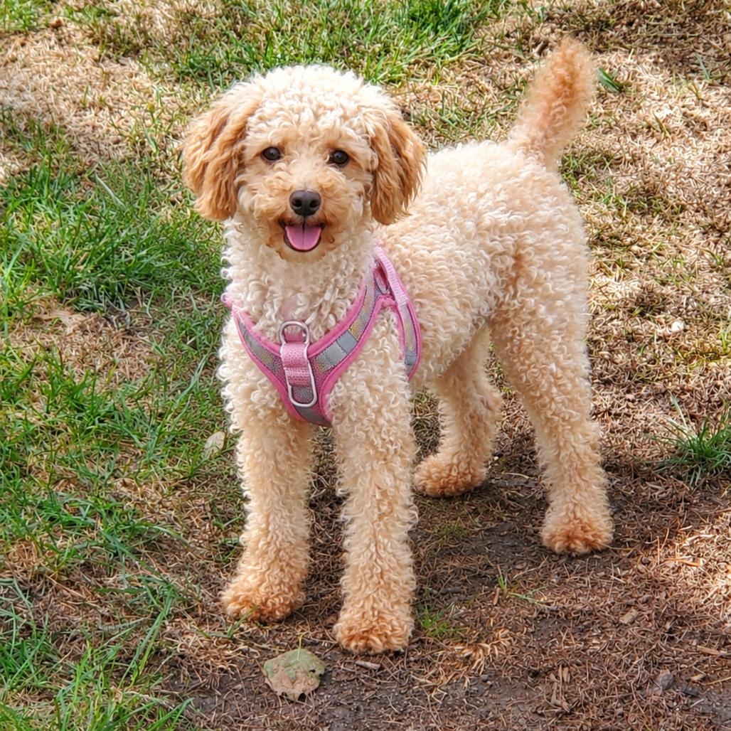 Birdie, Adoptable, Adult Female Miniature Poodle.