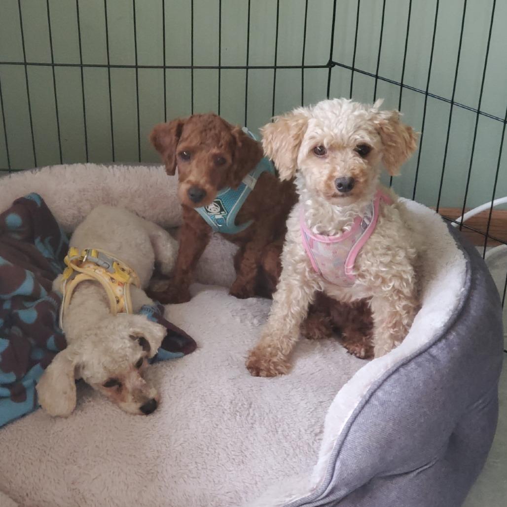 Enlarge Birdie, a Adoptable Miniature Poodle in Rochester, MN image 3/5