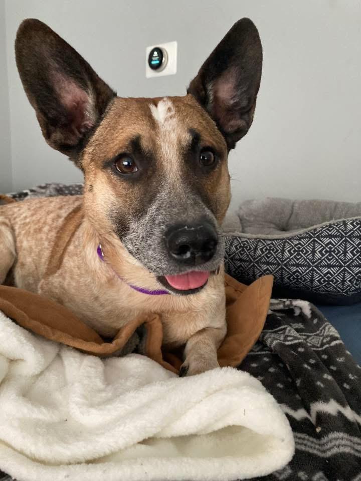 Cowboy, ADOPTABLE, Young Male Corgi & Cattle Dog.