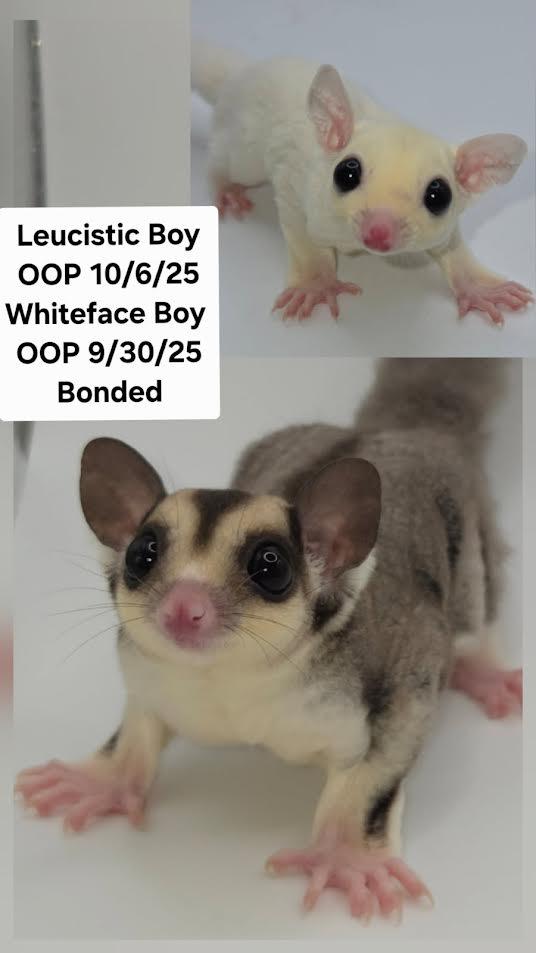 Enlarge Sugar & Cocoa, an adopted Sugar Glider in South Elgin, IL image 1/1