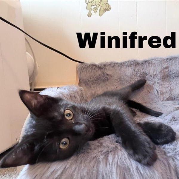 Winifred, Adoptable, Kitten Female Domestic Short Hair.