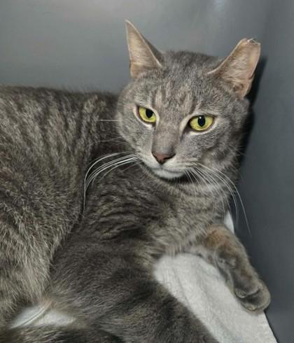 Jambo — thumbnail 2