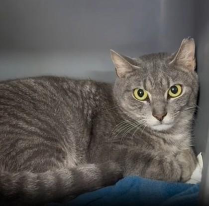 Jambo — thumbnail 3