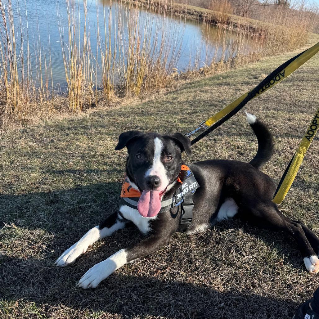 Bandit, Adoptable, Young Male Australian Shepherd & Pit Bull Terrier.