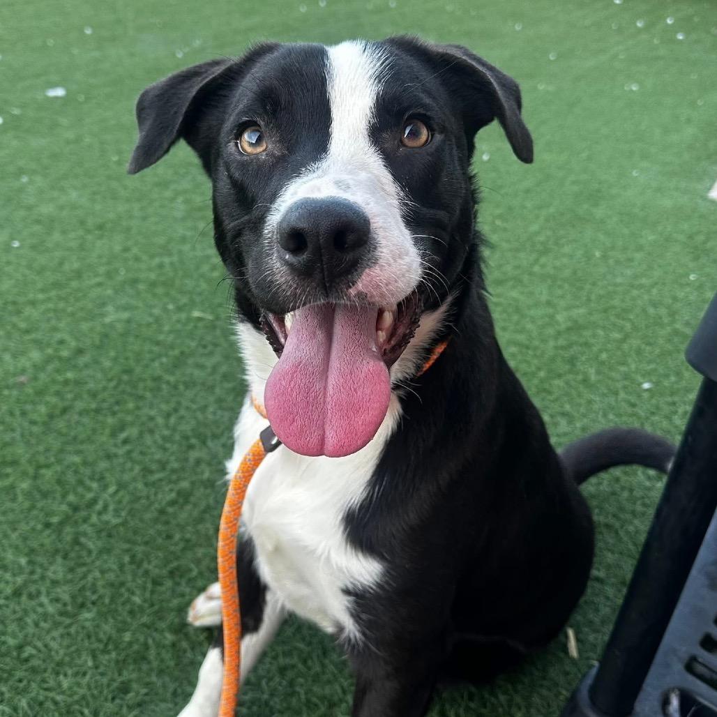Bandit, Adoptable, Young Male Australian Shepherd & Pit Bull Terrier.
