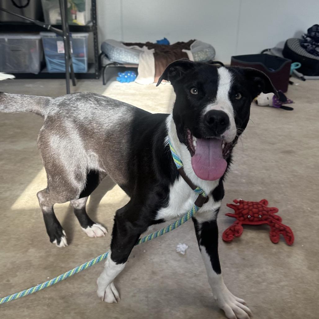 Bandit, Adoptable, Young Male Australian Shepherd & Pit Bull Terrier.