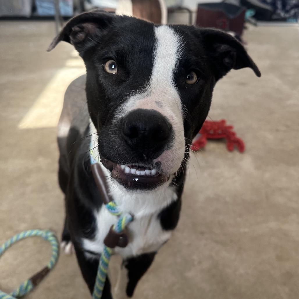 Bandit, a Adoptable mixed breed in Canton, IL image 2/6