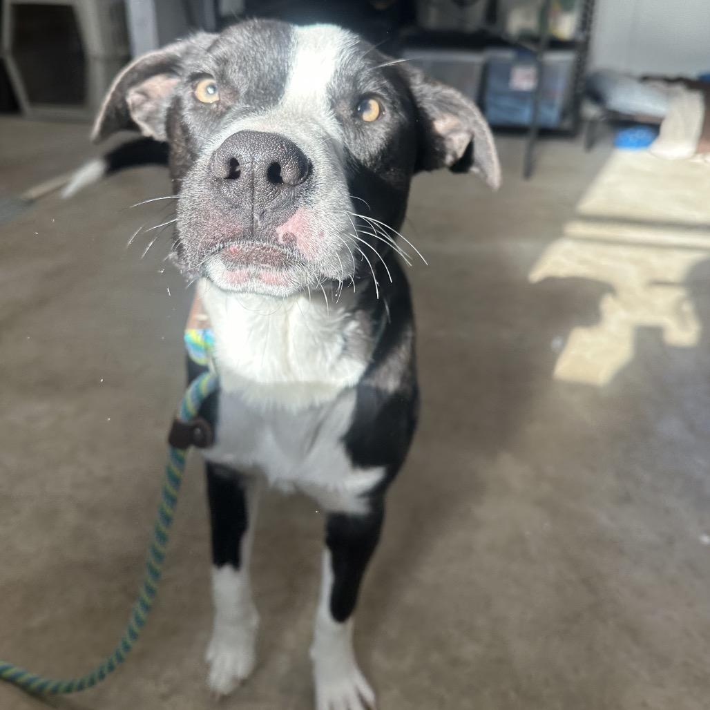 Bandit, a Adoptable mixed breed in Canton, IL image 3/6