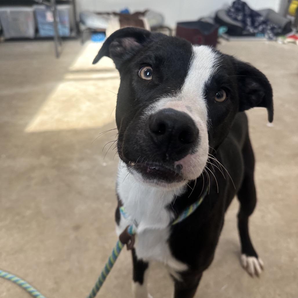 Bandit, a Adoptable mixed breed in Canton, IL image 4/6