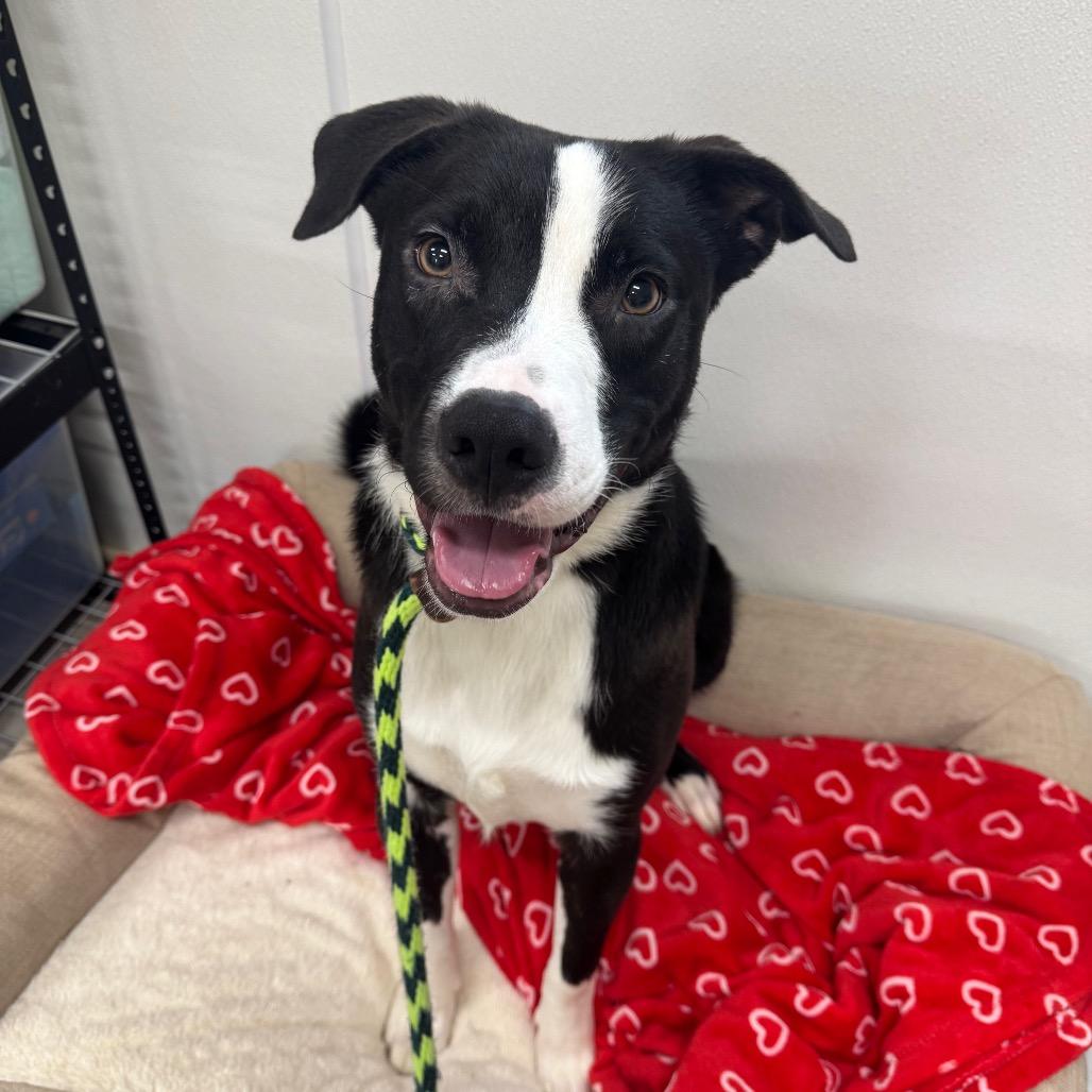 Enlarge Bandit, a Adoptable mixed breed in Canton, IL image 5/6