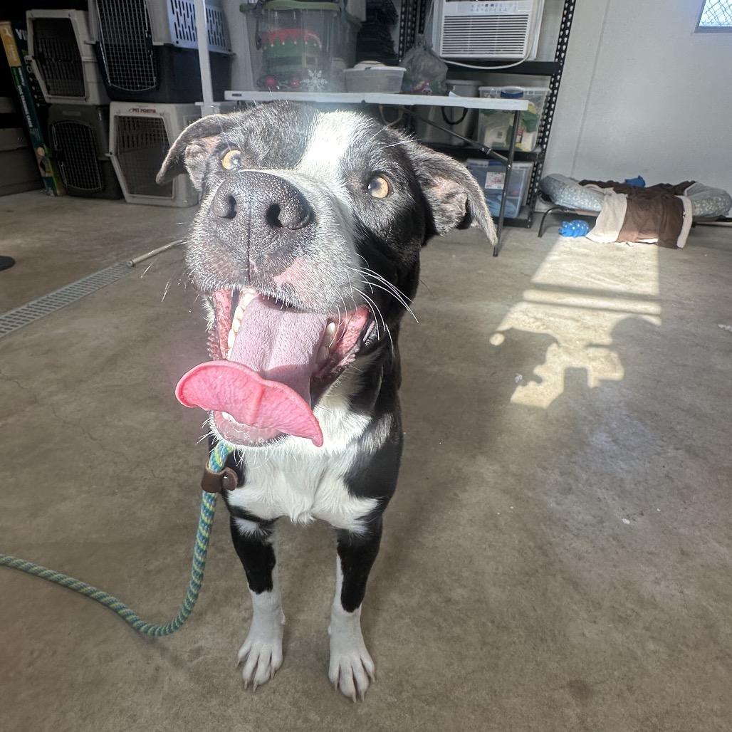 Bandit, a Adoptable mixed breed in Canton, IL image 5/6