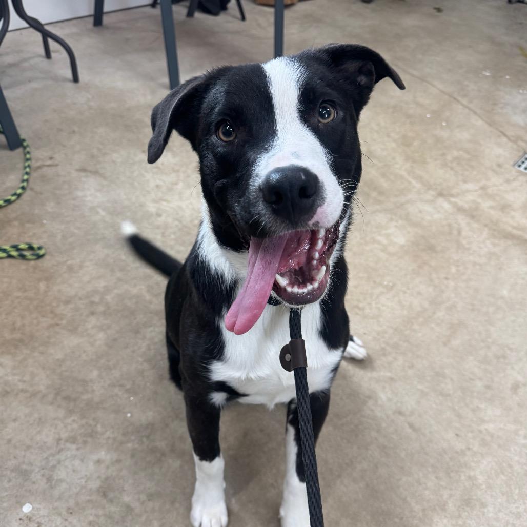 Bandit, a Adoptable mixed breed in Canton, IL image 6/6