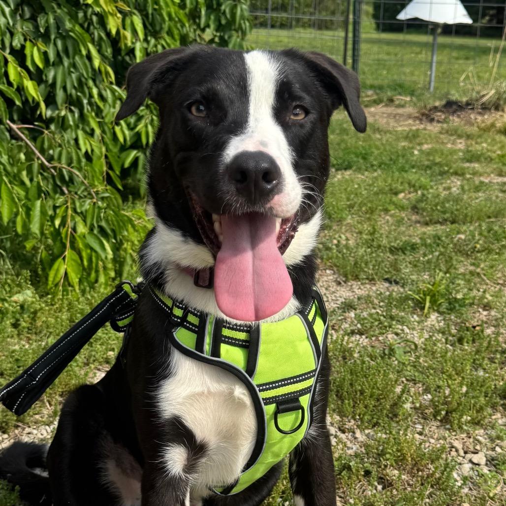 Enlarge Bandit, a Adoptable mixed breed in Canton, IL image 6/6