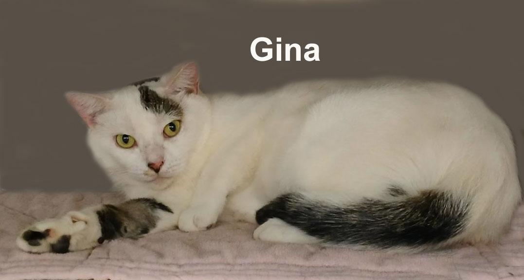 Gina Ricc. (very sweet female) — thumbnail 2