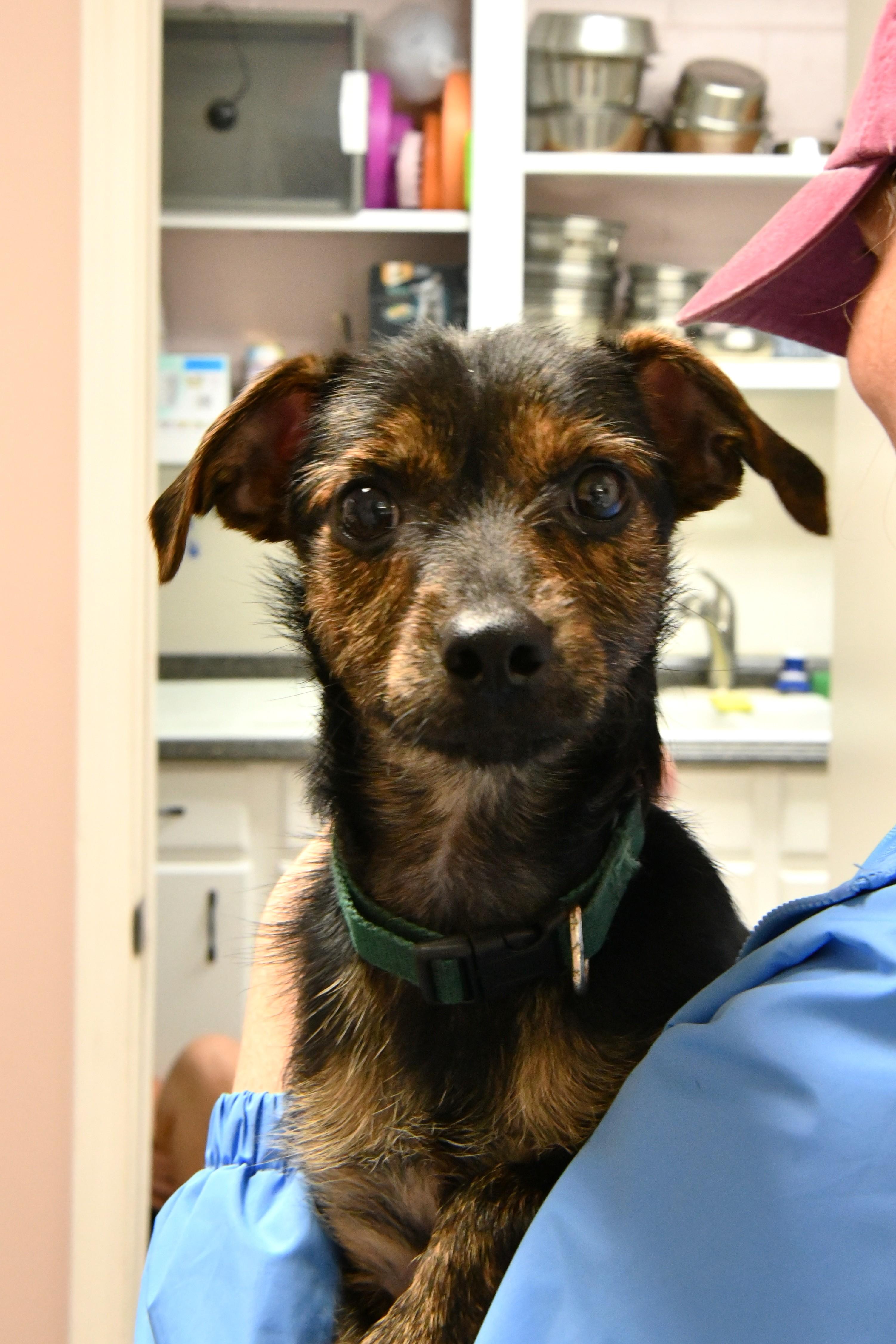 Mr. Toast, ADOPTABLE, Young Male Border Terrier & Chihuahua.