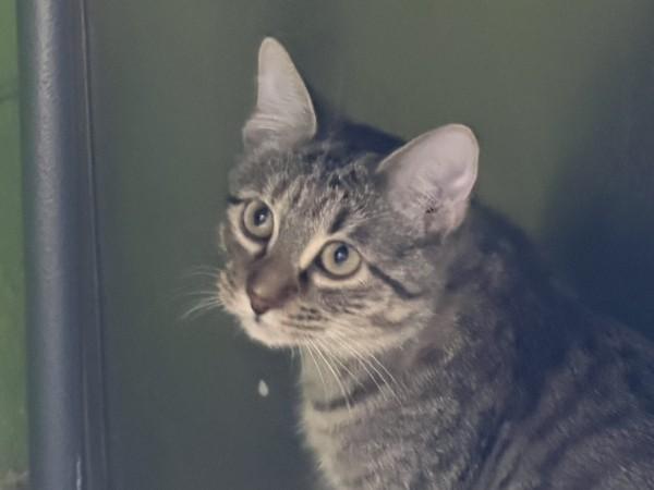 Dumpling, ADOPTABLE, Young Female Domestic Short Hair & Tabby.