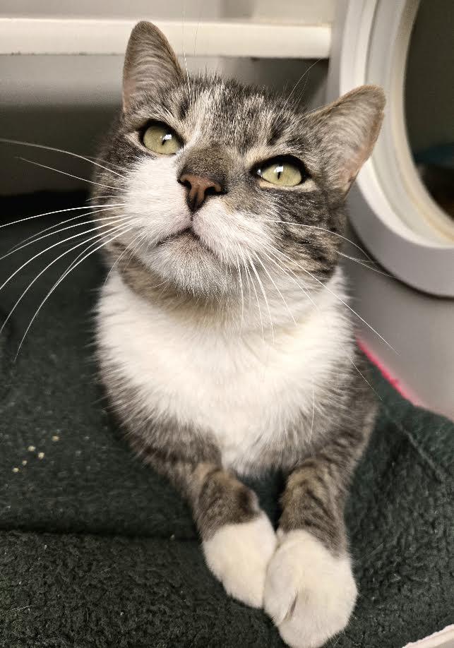 Mr. Handsome Pig, Adopted, Adult Male Domestic Short Hair.
