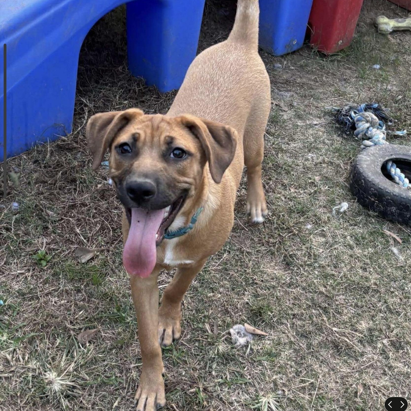 Phoebe, ADOPTABLE, Puppy Female German Shepherd Dog.