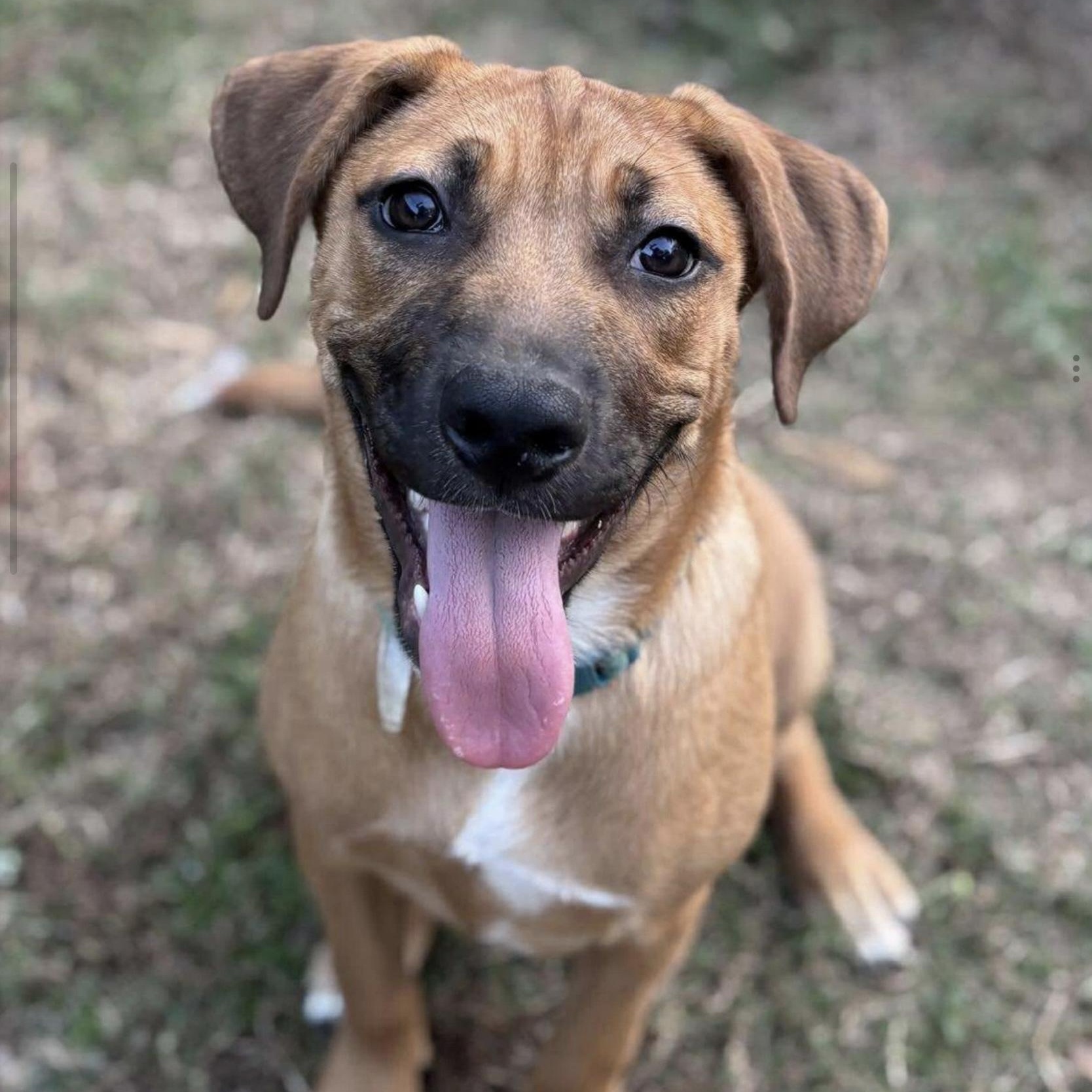 Phoebe, a ADOPTABLE mixed breed in Jay, NY image 2/4