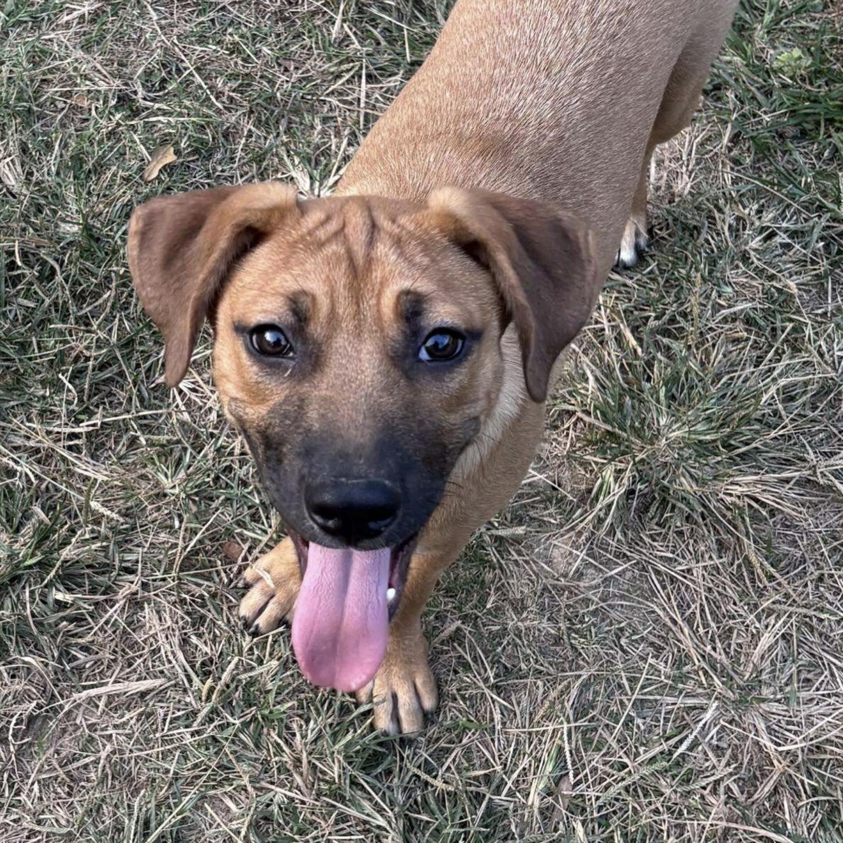 Phoebe, a ADOPTABLE mixed breed in Jay, NY image 3/4