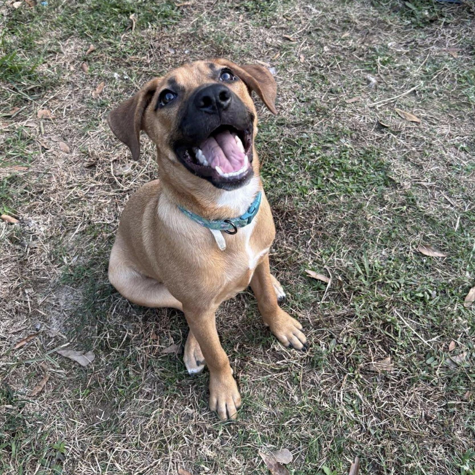 Phoebe, a ADOPTABLE mixed breed in Jay, NY image 4/4