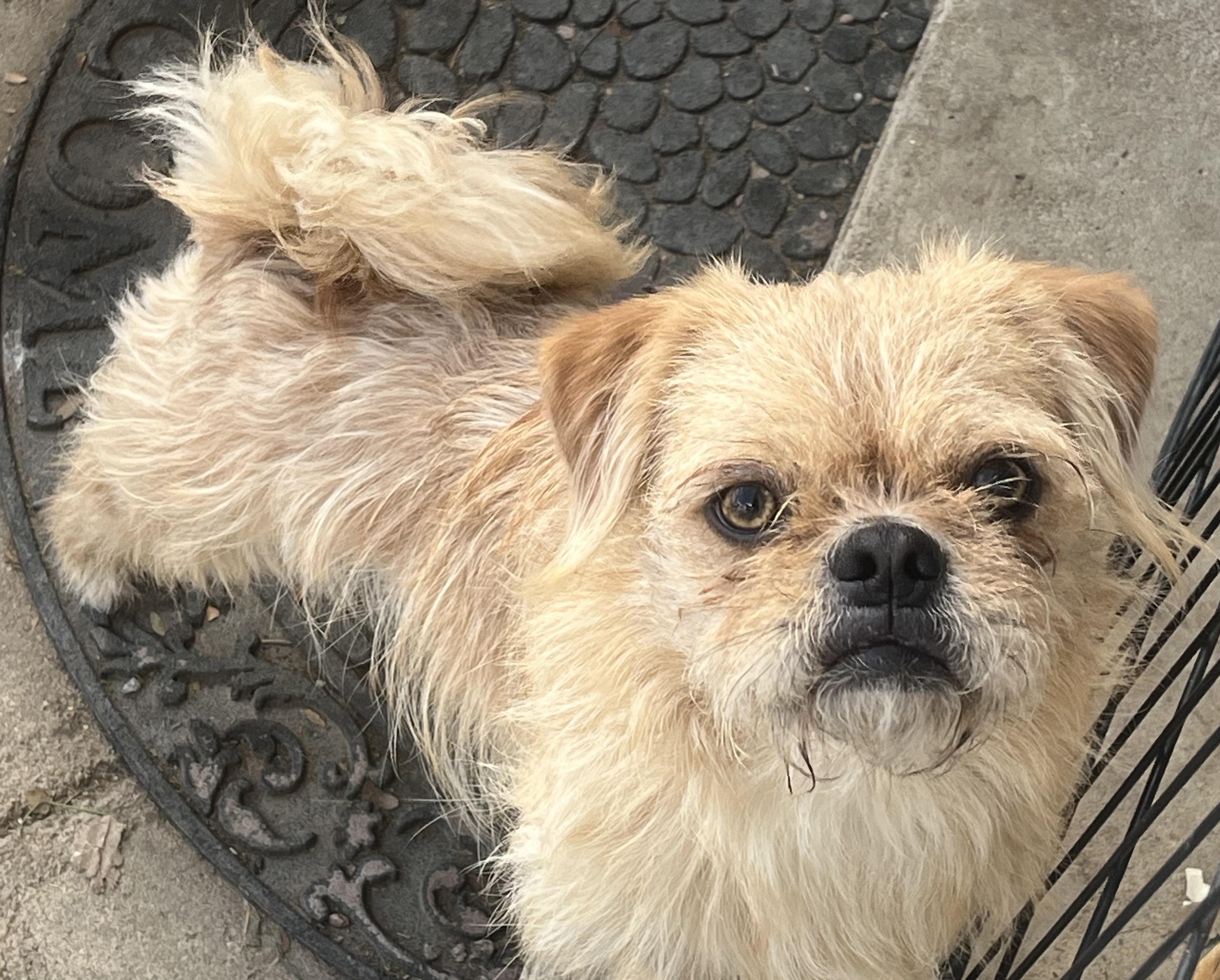 Sherlock, Adoptable, Young Male Terrier & Pug.
