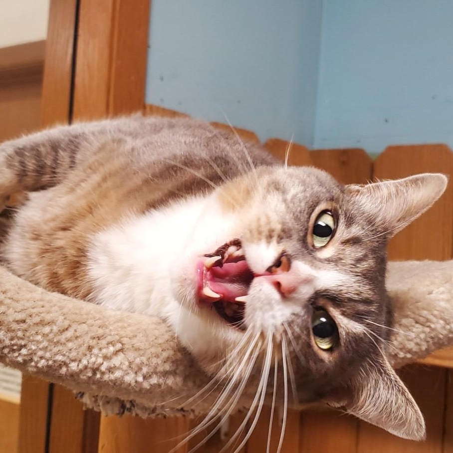 Shae, an adoptable Domestic Short Hair in Spokane, WA, 99216 | Photo Image 4