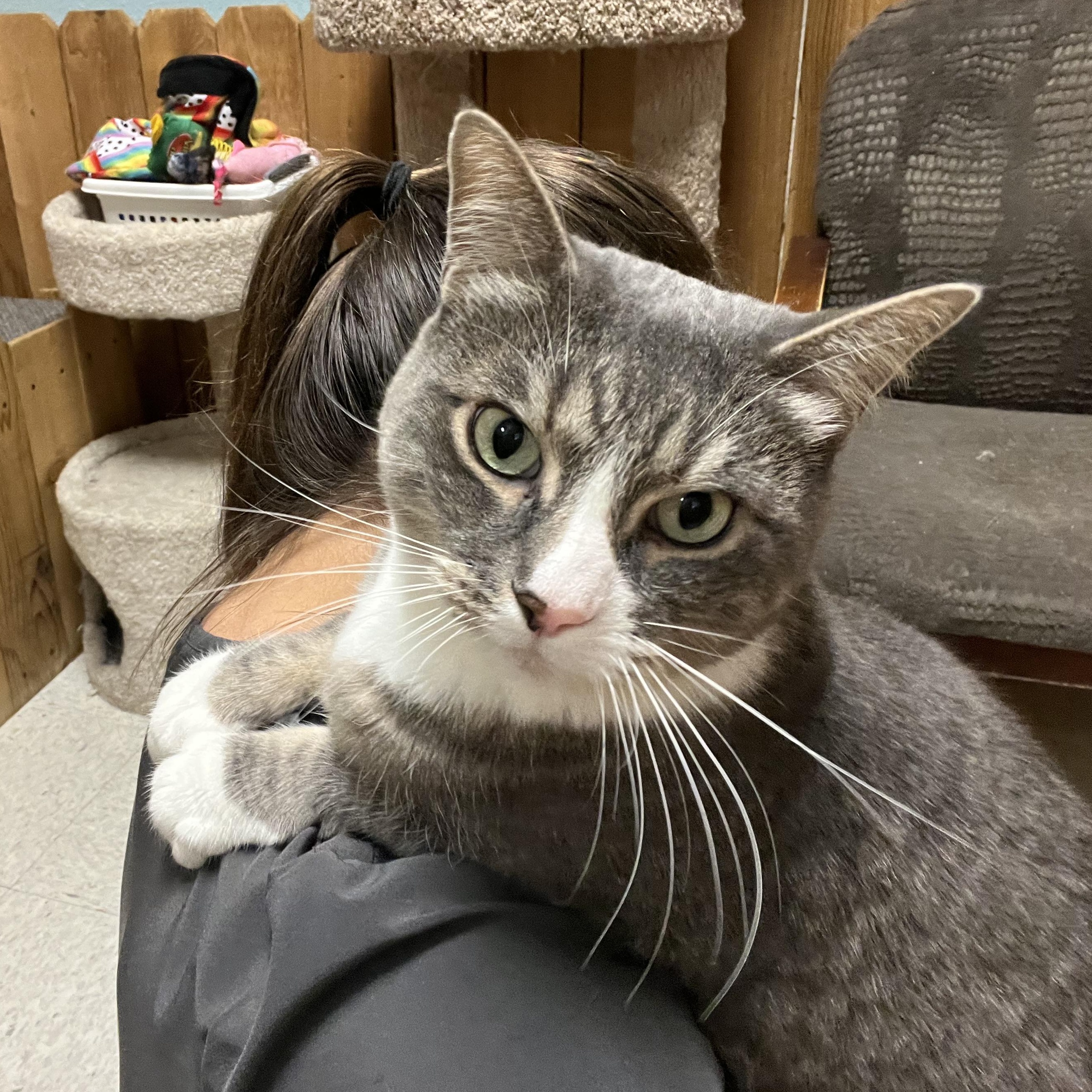 Shae, an adoptable Domestic Short Hair in Spokane, WA, 99216 | Photo Image 2